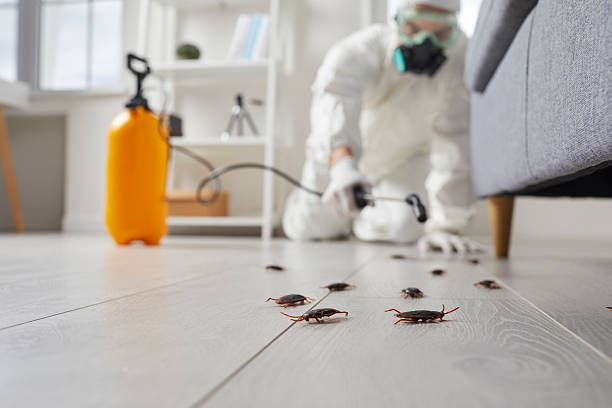 Post-Treatment Bed Bug Interceptor Monitoring in Golden Hills